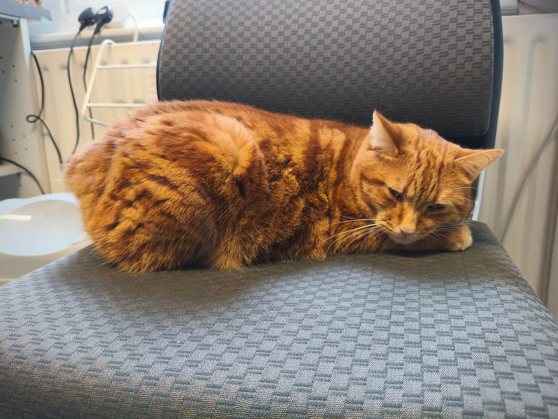 Photographie d’un chat roux sur une chaise. Le chat n’a pas de queue.